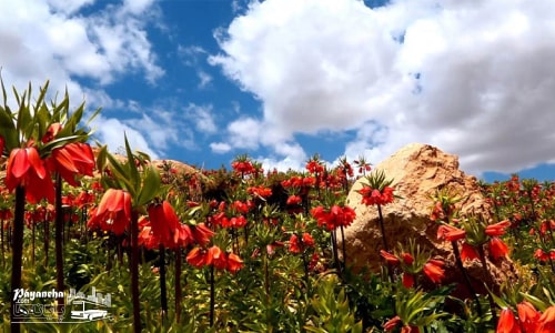 سفر به دشت لاله های واژگون خوانسار