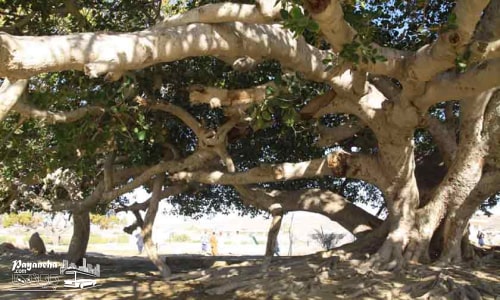 درخت مکرزن چابهار از جاذبههای طبیعی و قدیمی در میان جاهای دیدنی چابهار