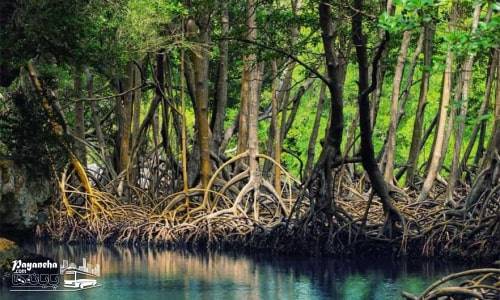 جنگل دریایی با درختان همیشه سبز حرا