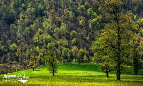 جنگل-هیرکانی-در-سفر-به-جنگل-های-گیلان