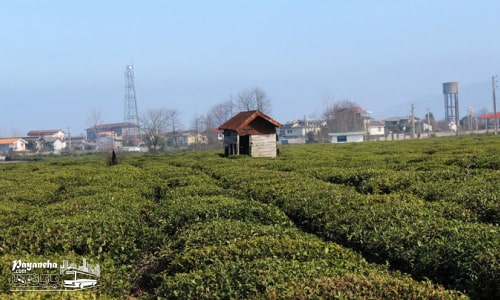 نمایی از مزارع سرسبز چای در جاهای دیدنی کلاچای با چشمانداز کوهستان