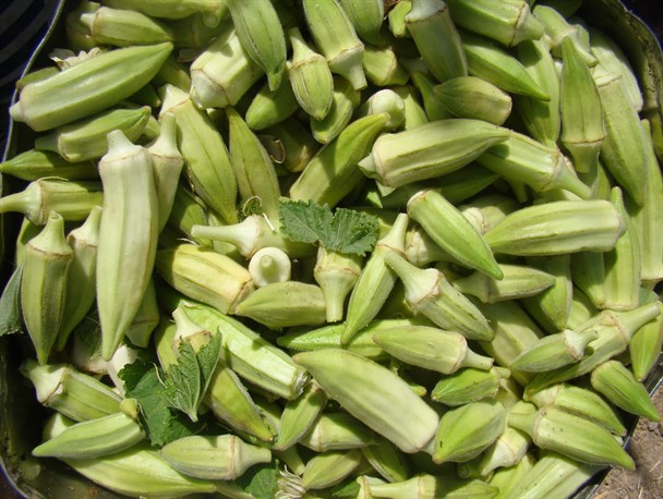 سوغات مهران سوغات مهران