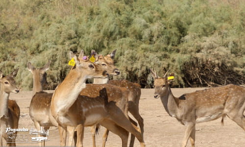 پارک ملی دز و تنوع زیستی آن در میان جاهای سرسبز اهواز