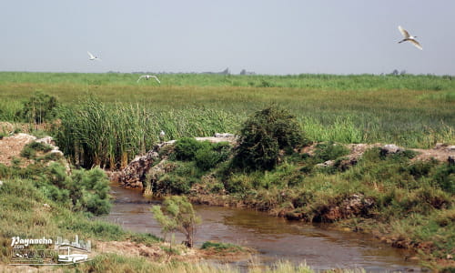 تالاب بامدژ و نقش آن در اکوسیستم منطقه اهواز